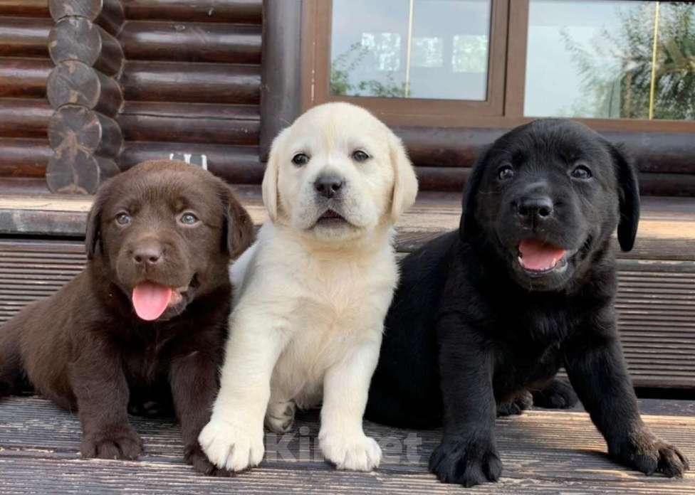 Собаки в Москве: Щенки лабрадора с документами РКФ Разнополые, Бесплатно - фото 1