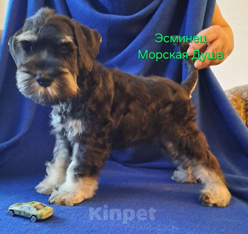 Собаки в Севастополе: Щенки цвергшнауцера окраса черный с серебром Мальчик, 50 000 руб. - фото 4