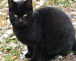 Кошки в Камызяке: Брутал-подросток 6 мес., Бесплатно - фото 1