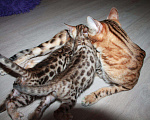 Кошки в Колпашево: Бенгальские котята, 15 000 руб. - фото 3