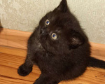 Кошки в Гатчине: Котята девочки темненькие метисы. Девочка, Бесплатно - фото 6