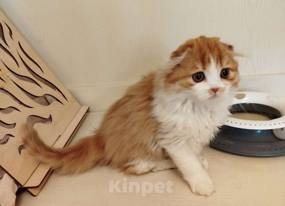 Кошки в Москве: Шотландская кошечка Девочка, 33 000 руб. - фото 3