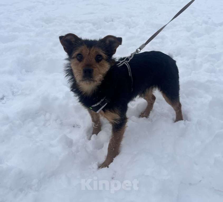 Собаки в Москве: Собака в добрые руки Мальчик, Бесплатно - фото 6