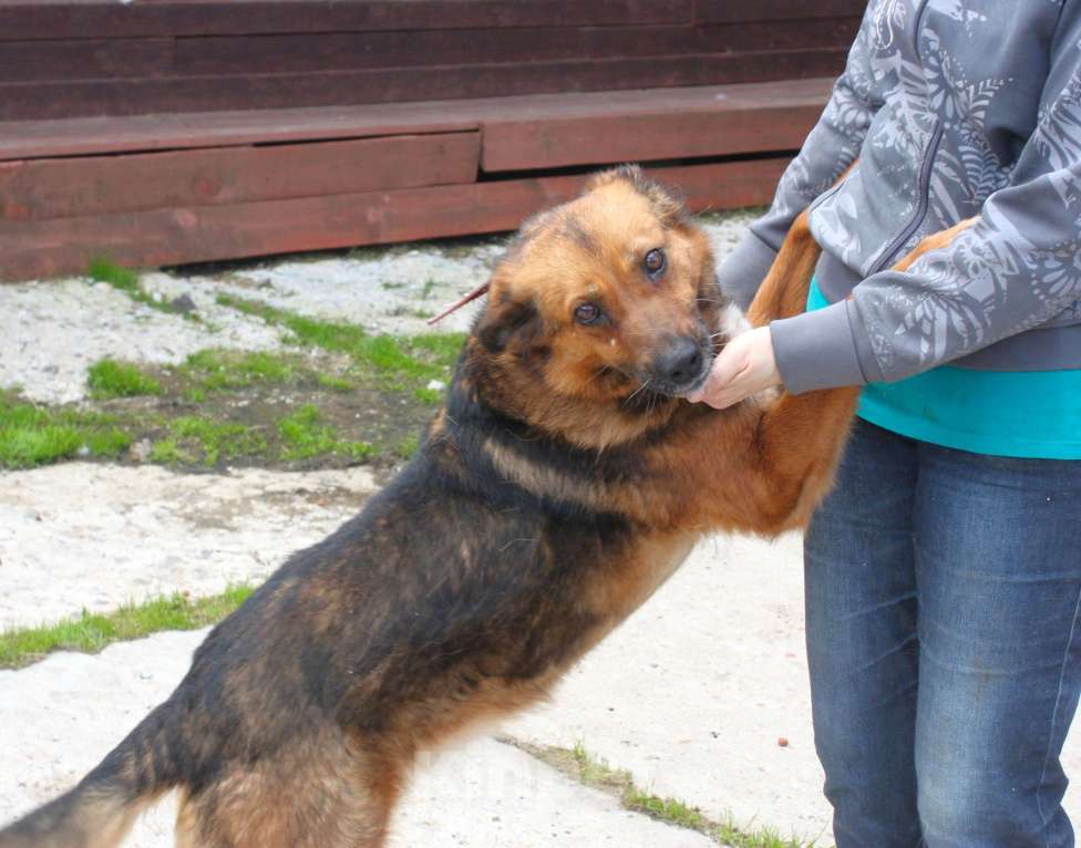 Собаки в Москве: Ищем человека на самую главную роль в жизни собаки - хозяина! Девочка, Бесплатно - фото 2