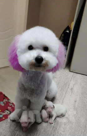 Собаки в Улане-Удэ: Продаю щенков карликового пуделя Девочка, 35 000 руб. - фото 3