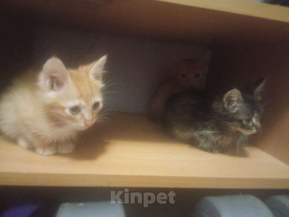 Кошки в Тюмени: Мальчик Мальчик, Бесплатно - фото 1