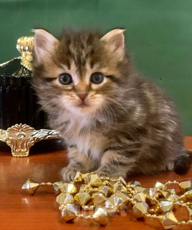 Кошки в Перми: Сибирские кошечки Девочка, 40 000 руб. - фото 4