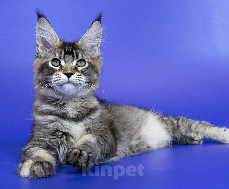 Кошки в Москве: Котенок Мейн Кун Девочка, Бесплатно - фото 3