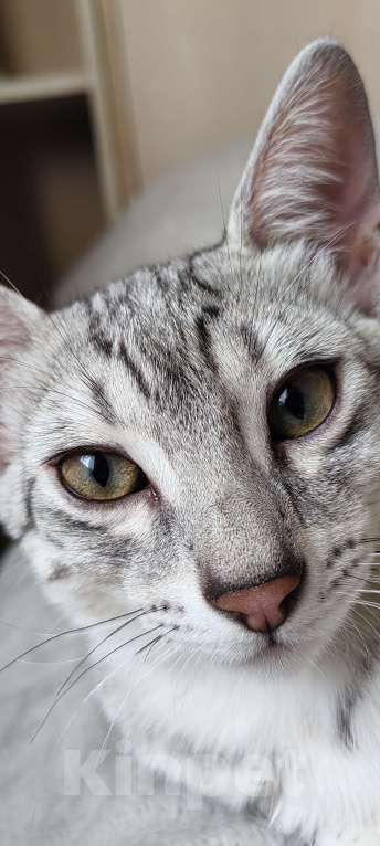 Кошки в Санкт-Петербурге: Котята Мау Дионис Мальчик, 45 000 руб. - фото 4