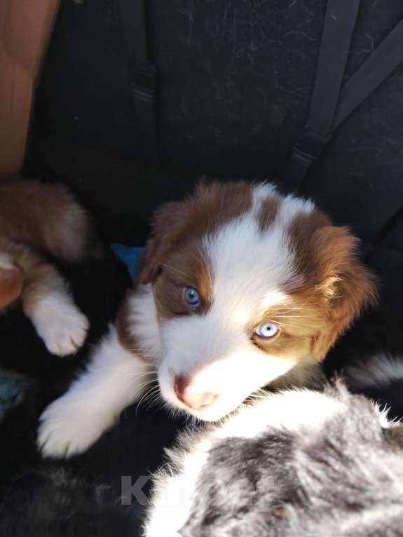 Собаки в Бикине: Аусси Мальчик, 80 000 руб. - фото 1