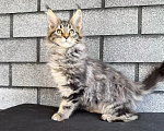 Кошки в Устюжне: Котята мейн кун Разнополые, Бесплатно - фото 2