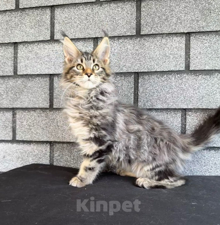 Кошки в Устюжне: Котята мейн кун Разнополые, Бесплатно - фото 2