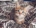Кошки в Туле: Розетка на серебре Девочка, 7 000 руб. - фото 5