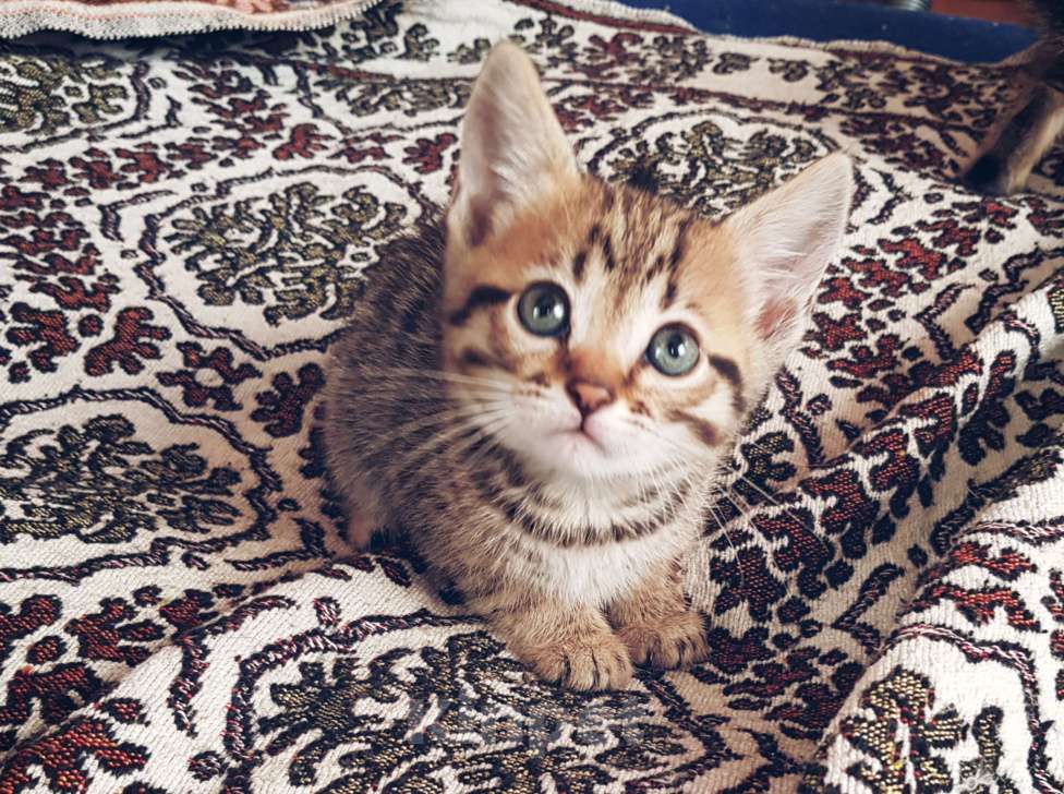 Кошки в Туле: Розетка на серебре Девочка, 7 000 руб. - фото 5