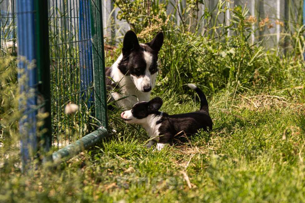 Собаки в Москве: Эндимион вельш корги кардиган триколор окраса. Мальчик, Бесплатно - фото 4