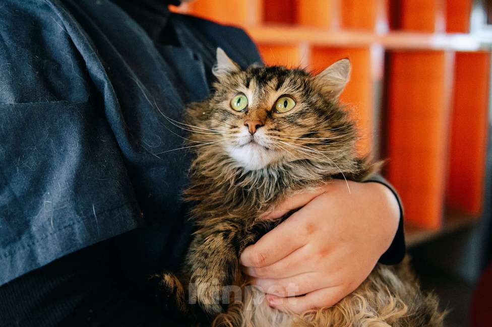 Кошки в других городах Московской области: Пастила украсит вашу жизнь! Девочка, Бесплатно - фото 5