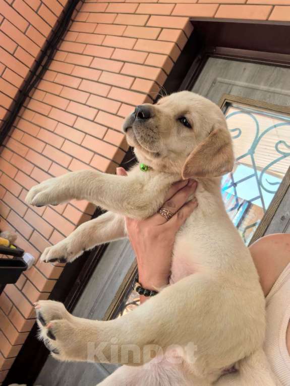 Собаки в Краснодаре: Лабрадор щенок Мальчик, 35 000 руб. - фото 5