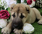 Собаки в Шахте: щенки алабая Мальчик, 25 000 руб. - фото 9