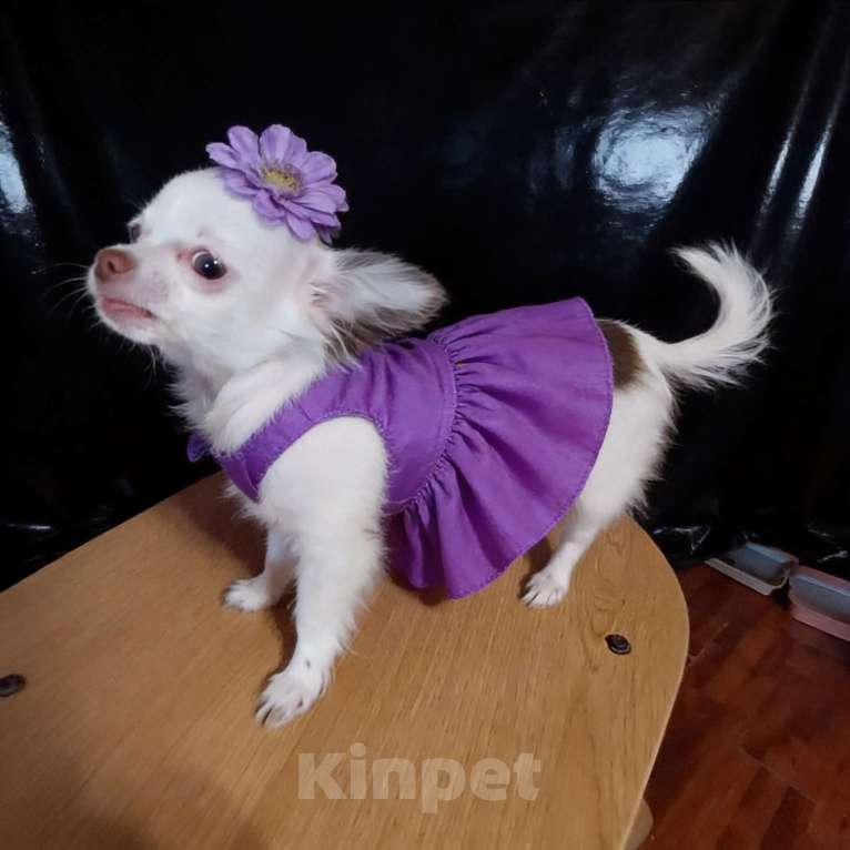 Собаки в Апрелевке: Длинношёрстная чихуахуа мини Девочка, 50 000 руб. - фото 2