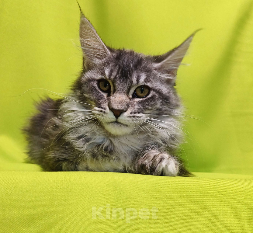 Кошки в Москве: Котенок Мейн-Кун Девочка Девочка, 47 000 руб. - фото 1