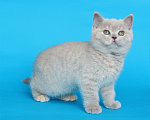 Кошки в Ульяновске: Британский котенок (кошечка) Девочка, 12 000 руб. - фото 6