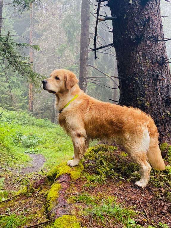 Собаки в Ярославле: Щенок Золотистого Ретривера Девочка, 90 000 руб. - фото 6