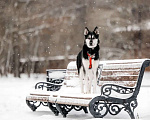 Собаки в Москве: Статный красавец Джой ищет дом. Мальчик, Бесплатно - фото 4
