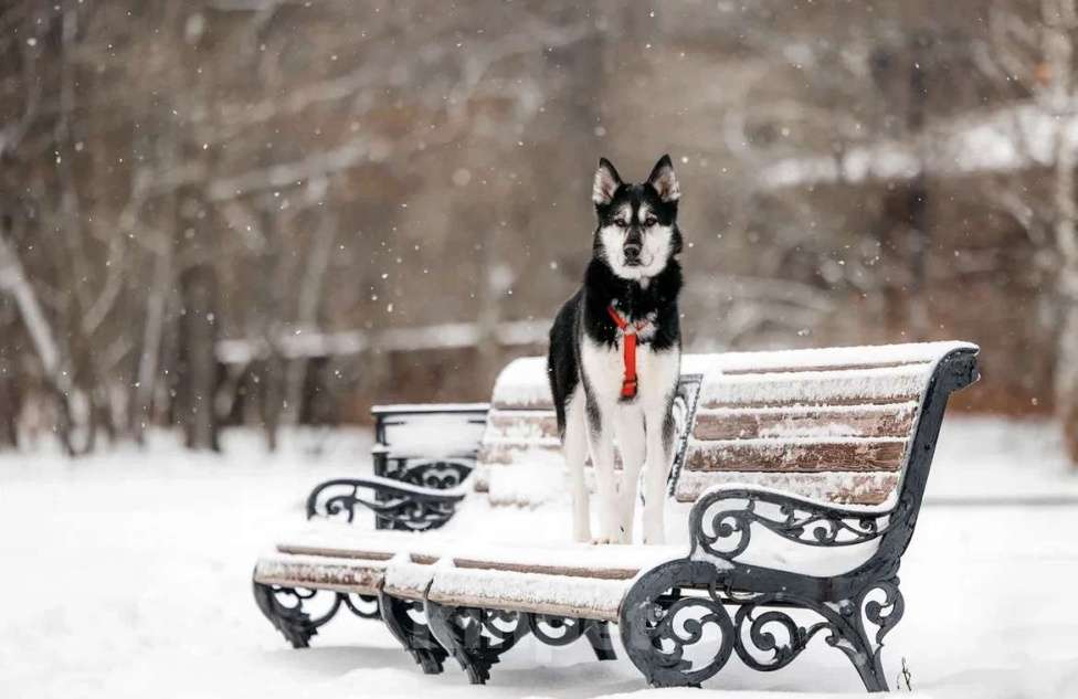 Собаки в Москве: Статный красавец Джой ищет дом. Мальчик, Бесплатно - фото 4