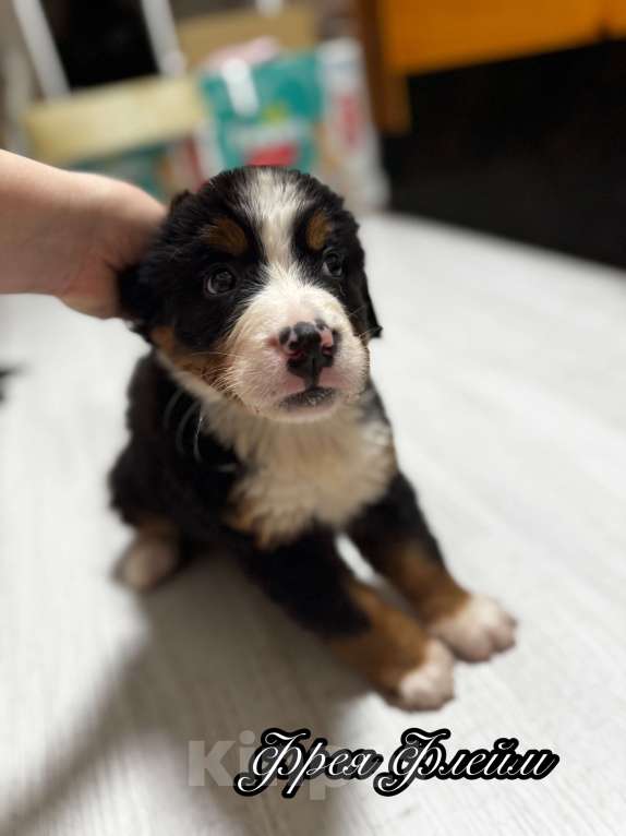 Собаки в Екатеринбурге: Бернский зенненхунд Девочка, 70 000 руб. - фото 2