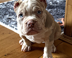 Собаки в Лыткарино: AMERICAN BULLY   девочка Девочка, 65 000 руб. - фото 2