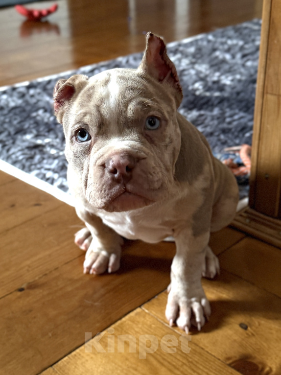 Собаки в Лыткарино: AMERICAN BULLY   девочка Девочка, 65 000 руб. - фото 2