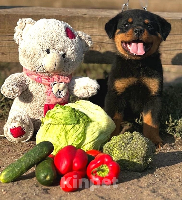 Собаки в Воронеже: Щенки ротвейлера  Мальчик, Бесплатно - фото 1