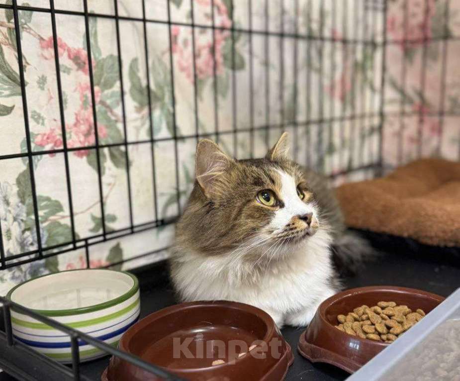 Кошки в Москве: Пушистый котик в добрые руки Мальчик, Бесплатно - фото 4