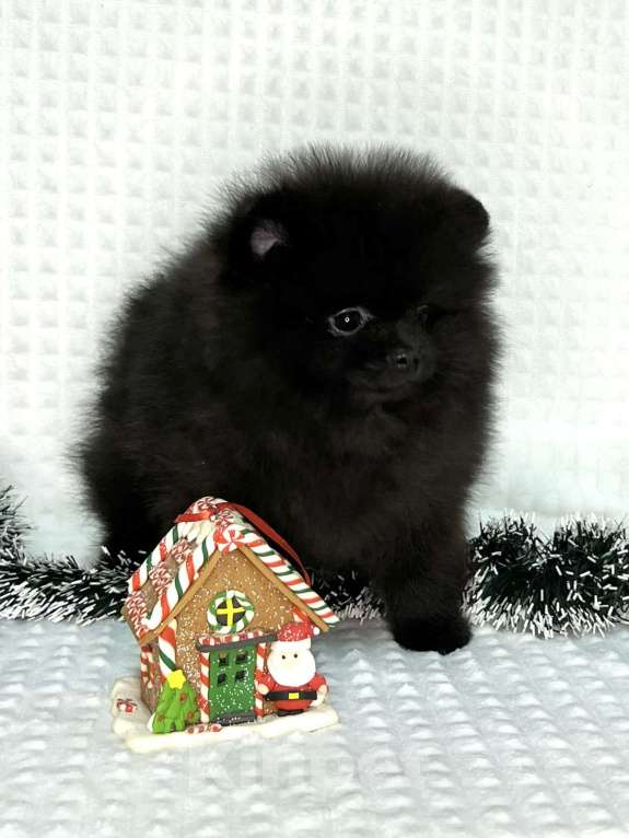 Собаки в Туле: Щенки померанского шпица  Мальчик, 25 000 руб. - фото 2