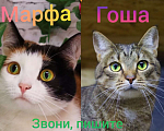Кошки в Москве: Марфа и Гоша в поисках семьи  Мальчик, Бесплатно - фото 1