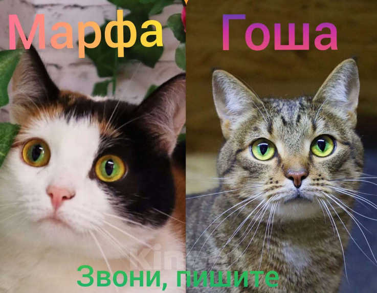 Кошки в Москве: Марфа и Гоша в поисках семьи  Мальчик, Бесплатно - фото 1