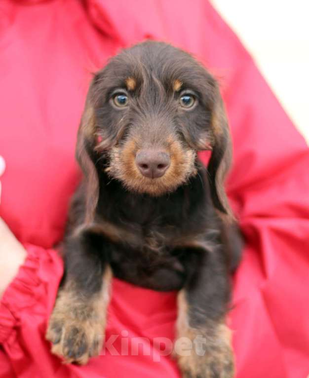 Собаки в Москве: Жесткошерстная такса Мальчик, 45 000 руб. - фото 3