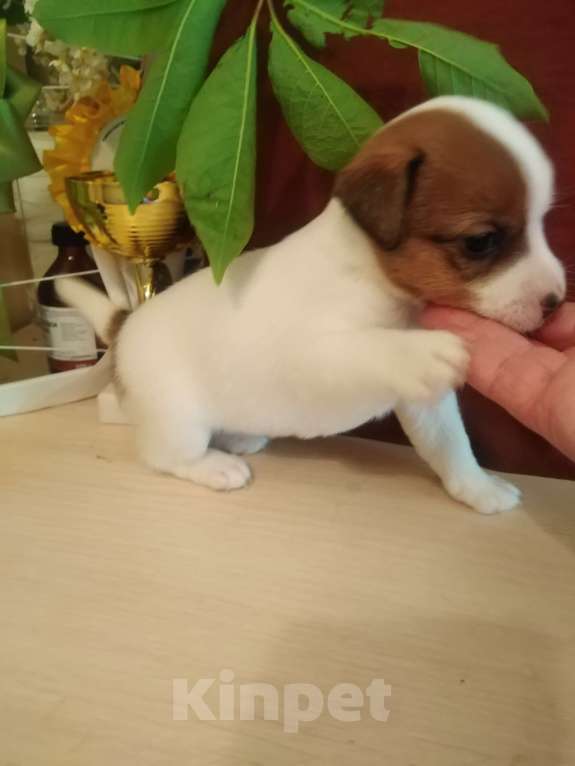 Собаки в Санкт-Петербурге: Щенок Джек рассел  Девочка, 40 000 руб. - фото 2