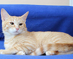Кошки в Москве: 6 мес кот Алекс-рыжий гедонист в добрые руки Мальчик, 1 руб. - фото 2