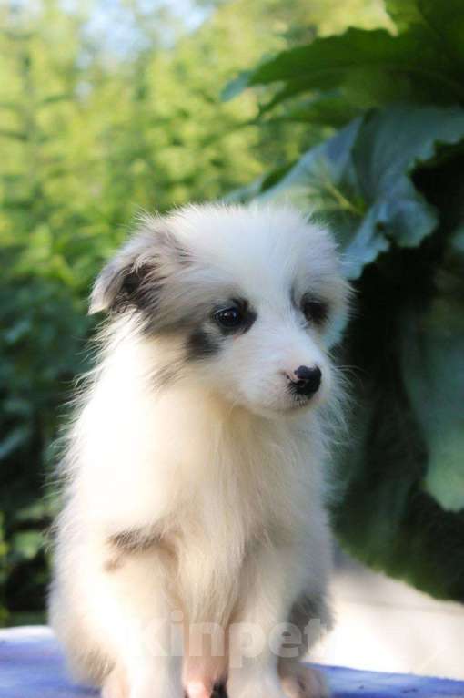 Собаки в Москве: Бордер колли щенки  Мальчик, 50 000 руб. - фото 3