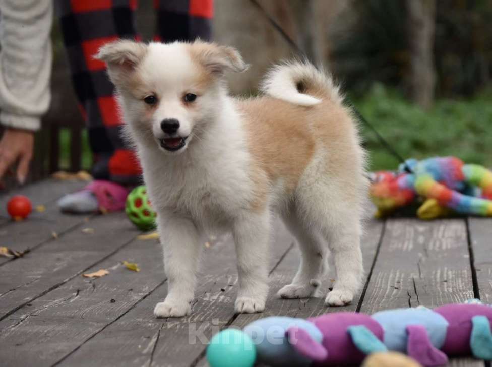Собаки в Москве: Ненецкая оленегонная лайка, сука Женева. Девочка, 60 000 руб. - фото 4