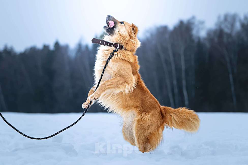 Собаки в Клине: Дюшес — очень дружелюбный пёс Мальчик, Бесплатно - фото 4