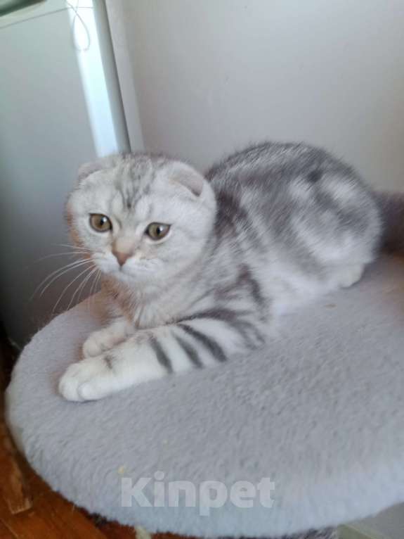 Кошки в Москве: Вислоухий котик Мальчик, 40 000 руб. - фото 1