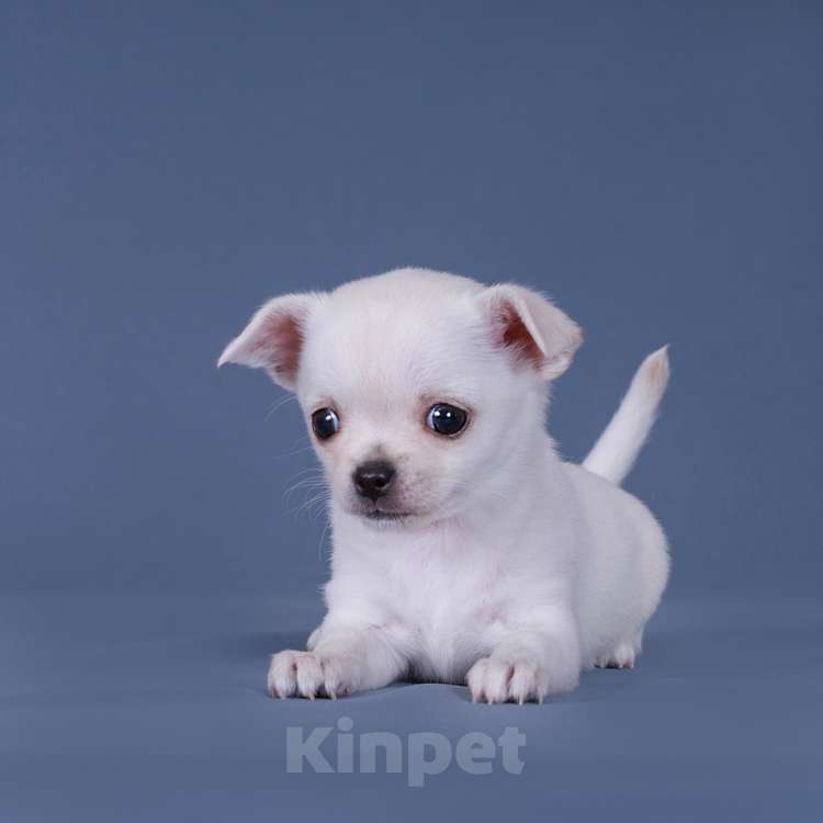 Собаки в Люберцах: Чихуахуа щенки Девочка, 64 000 руб. - фото 3