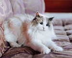 Кошки в Москве: Голубоглазая красавица кошка Каша ищет дом! Девочка, Бесплатно - фото 2