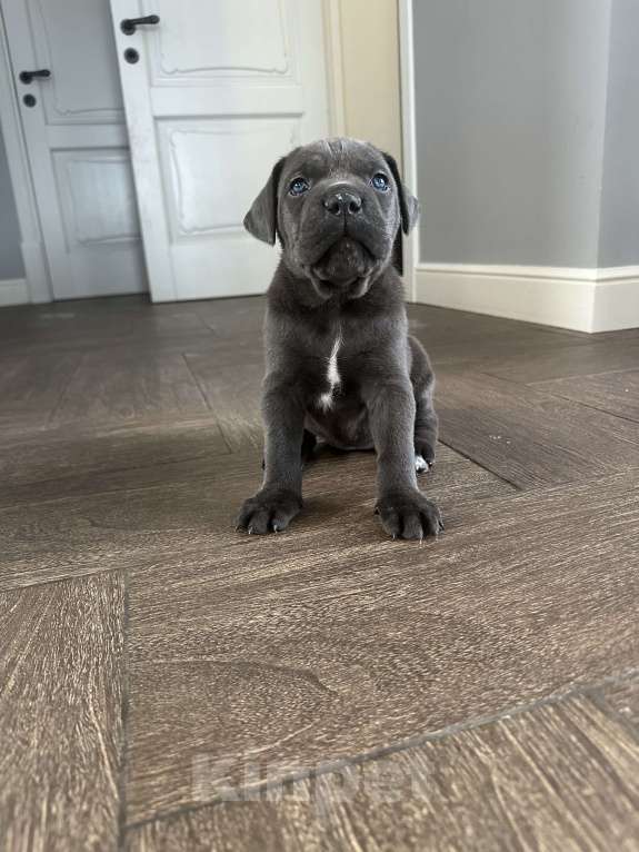 Собаки в других городах Московской области: Щенки кане-корсо Девочка, 45 000 руб. - фото 5