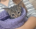 Кошки в других городах Московской области: потерялка кот, зовут укроп Мальчик, 500 руб. - фото 5