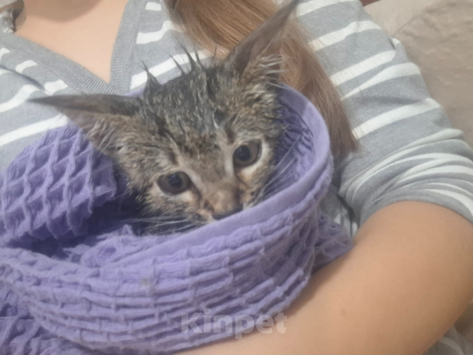 Кошки в других городах Московской области: потерялка кот, зовут укроп Мальчик, 500 руб. - фото 5