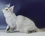 Кошки в Уфе: Котенок мейн-кун Девочка, 25 000 руб. - фото 6