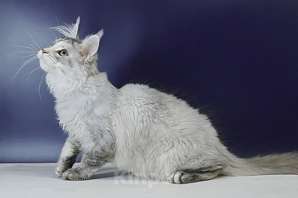 Кошки в Уфе: Котенок мейн-кун Девочка, 25 000 руб. - фото 6
